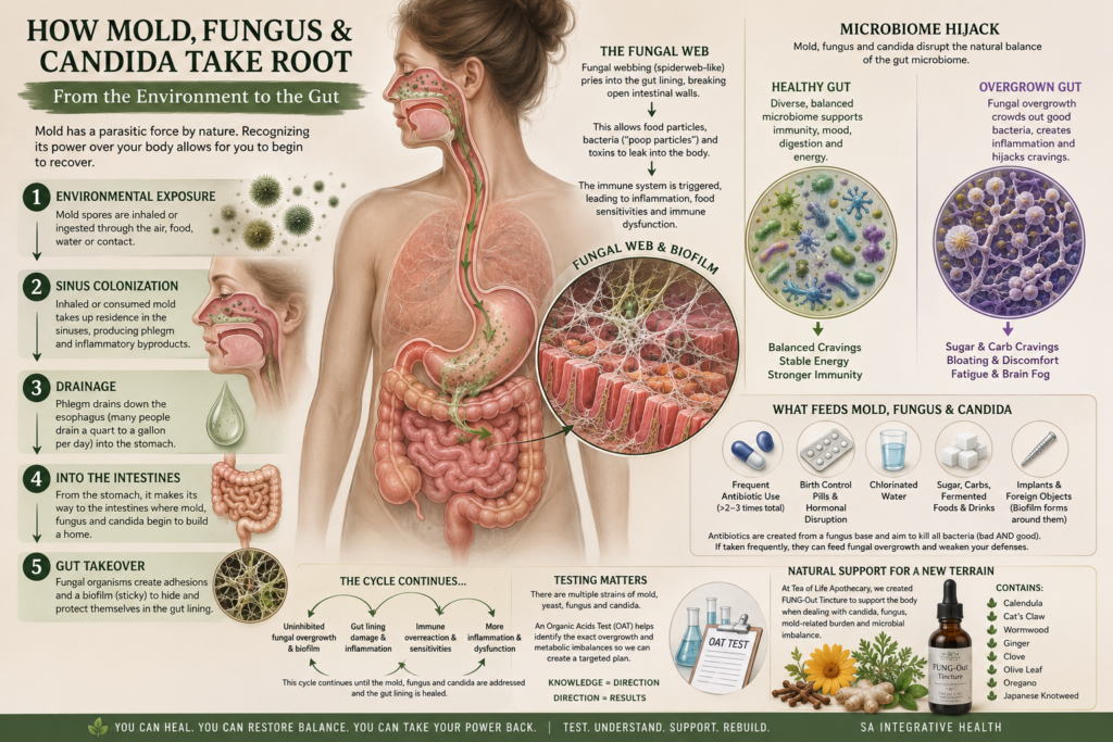 Current image: Educational infographic illustrating how mold, fungus, and Candida can affect gut health by showing the pathway from environmental exposure through the sinuses to the digestive tract, biofilm formation, microbiome disruption, intestinal inflammation, common factors that contribute to fungal overgrowth, Organic Acids Test (OAT) evaluation, and natural herbal support with FUNG-Out Tincture.