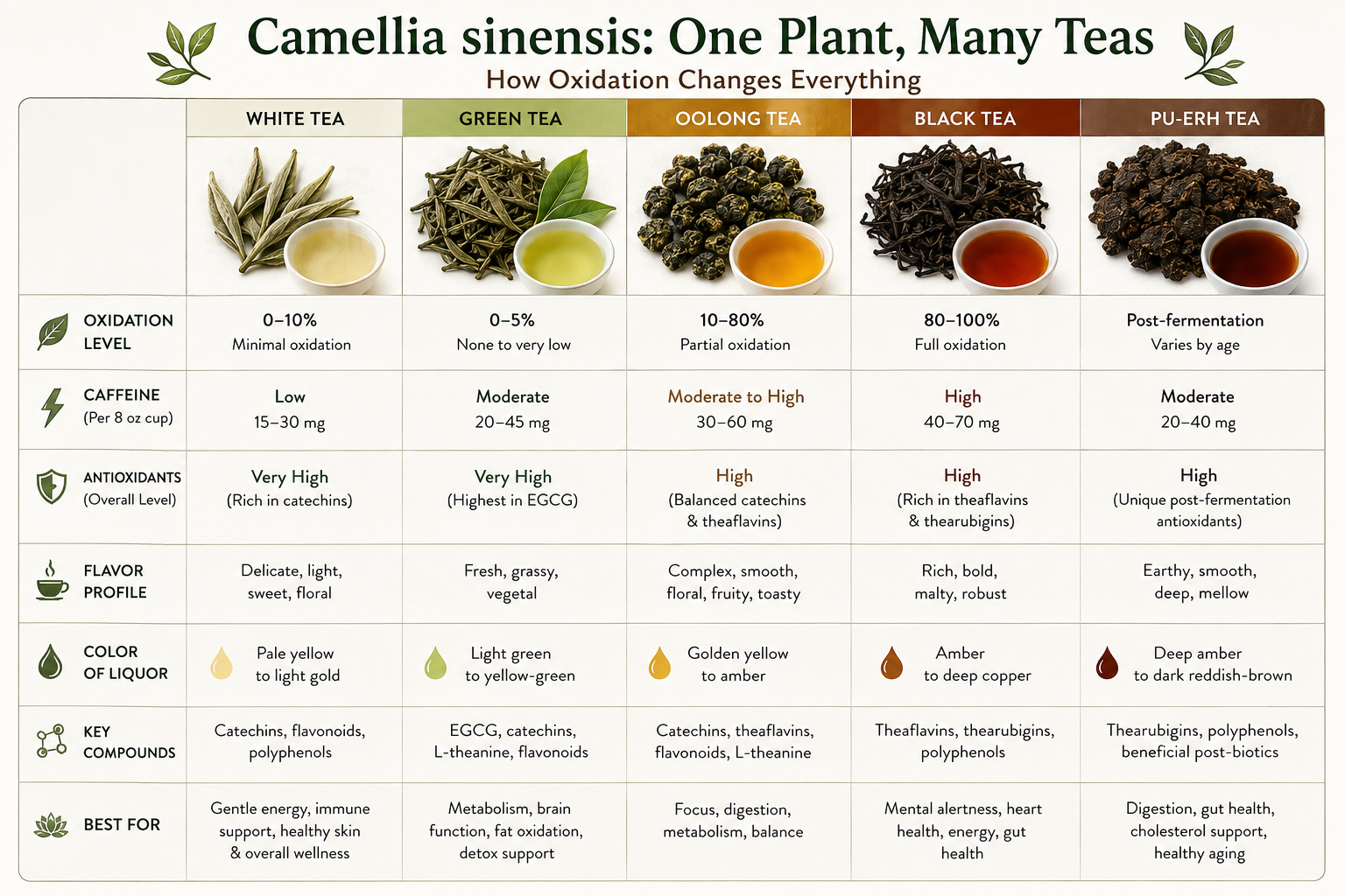Educational infographic explaining the four key health-supporting compounds found in Camellia sinensis tea: EGCG, theaflavins, thearubigins, and L-theanine. Learn how these natural compounds support antioxidant activity, heart health, brain function, stress resilience, immune health, gut health, and overall wellness in green, white, oolong, black, and Pu-erh teas.