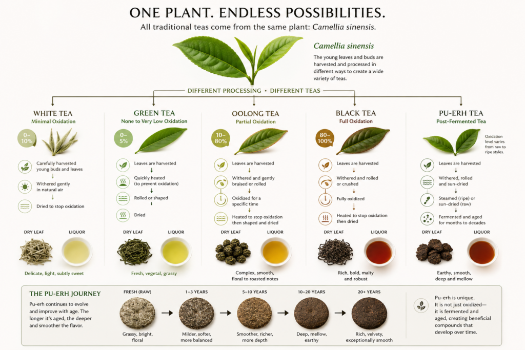Current image: A visual diagram showing how one Camellia sinensis leaf becomes white, green, oolong, black, and Pu-erh tea.
